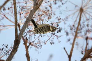 コゲラ2022年12月23日ハリギリの実を食べる