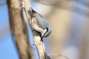 ゴジュウカラ2022年12月23日亜種シロハラゴジュウカラ