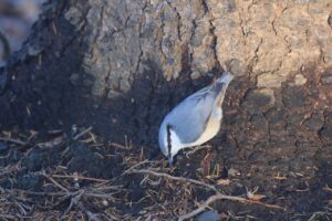 シロハラゴジュウカラ2022年12月16日