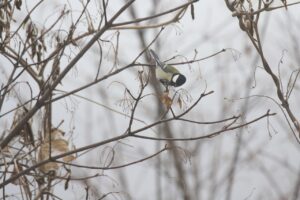 シジュウカラ2022年12月2日