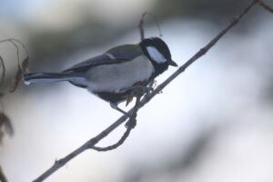 シジュウカラ2022年12月9日