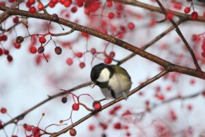 シジュウカラ雌2022年12月16日アズキナシ