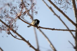 シジュウカラ2022年12月23日ハリギリの実を食べる