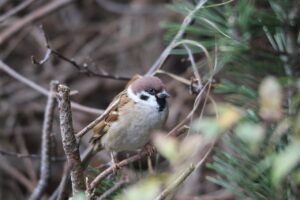 スズメ2022年12月2日