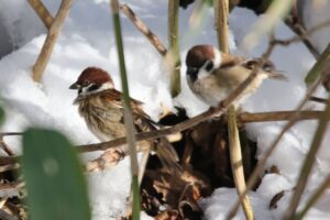 スズメ2022年12月9日