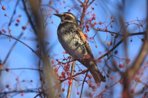 ツグミ2022年12月16日アズキナシ