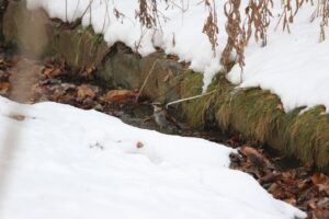 ツグミ2022年12月9日水浴び