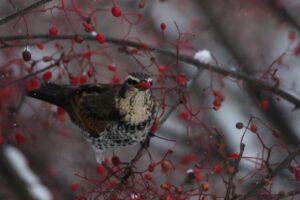 ツグミ2022年12月9日アズキナシの実