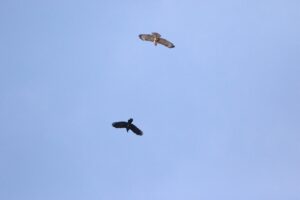 ノスリ2022年12月9日ハシブトガラス