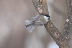 ハシブトガラ2022年12月16日
