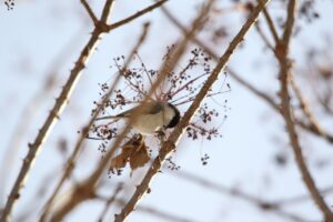 ハシブトガラ2022年12月23日ハリギリの実を食べる