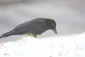 ハシボソガラス2022年12月2日