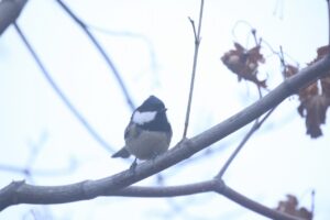 ヒガラ2022年12月2日