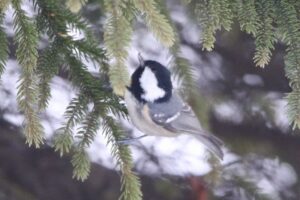 ヒガラ2022年12月9日