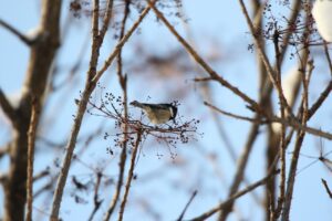 ヒガラ2022年12月23日ハリギリの実を食べる