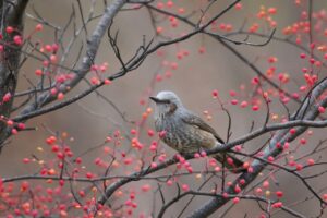 ヒヨドリ2022年12月2日アズキナシ