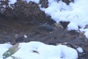 ヒヨドリ2022年12月9日水浴び