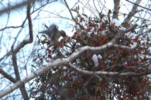 ヒレンジャク2022年12月2日アカミヤドリギ