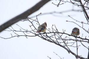 ヒレンジャク2022年12月9日