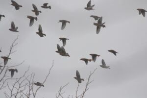 ヒレンジャクの中にキレンジャク2022年12月16日飛翔