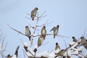 ヒレンジャクの群れにキレンジャク2022年12月16日