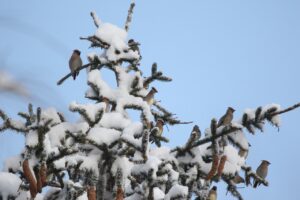 ヒレンジャクとキレンジャク2022年12月16日松