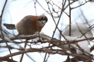 ミヤマカケス2022年12月9日