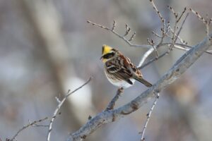 ミヤマホオジロ雄2022年12月23日2