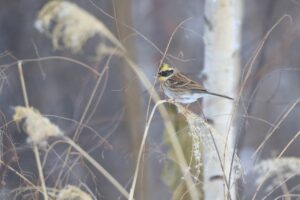 ミヤマホオジロ雄2022年12月23日ススキ