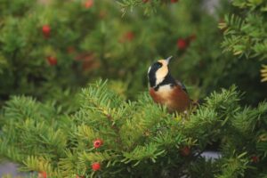 ヤマガラ2022年12月2日イチイ（オンコ）の実