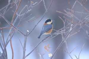 ヤマガラ2022年12月9日