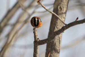 ヤマガラ2022年12月23日