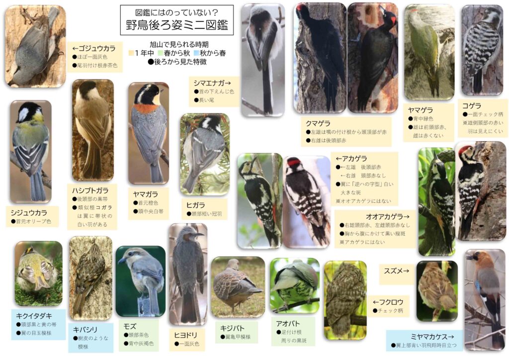 図鑑には載っていない野鳥後ろ姿ミニ図鑑