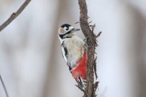 アカゲラ2023年1月27日