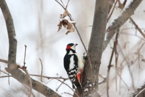 アカゲラ雄2023年1月6日