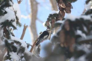 アカゲラ雄2023年1月20日