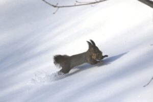 エゾリス2023年1月6日