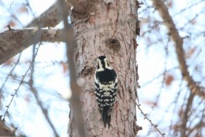 オオアカゲラ雌2023年1月13日