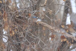 ミヤマカケス2023年1月20日