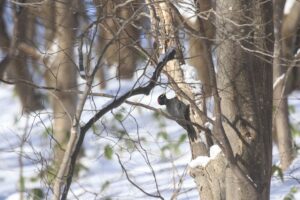 クマゲラ雌2023年1月6日