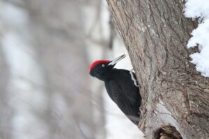 クマゲラ雄2023年1月6日