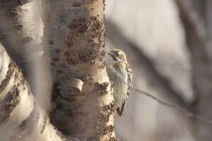 コゲラ2023年1月6日
