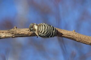 コゲラ雄2023年1月27日頭部に小さな赤い羽