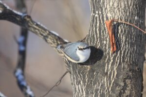 ゴジュウカラ2023年1月6日