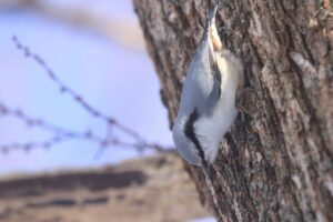 ゴジュウカラ2023年1月6日2
