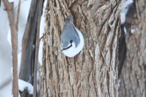 亜種シロハラゴジュウカラ2023年1月27日