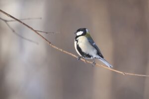 シジュウカラ2023年1月6日