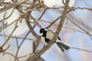 シジュウカラ雄2023年1月27日