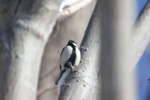 シジュウカラ雄2023年1月20日