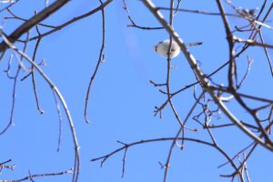 シマエナガ2023年1月20日